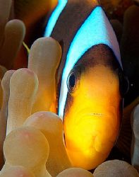 Clownfish taken at Ras Ghozlani, Ras Mohamed Park. by Nikki Van Veelen 